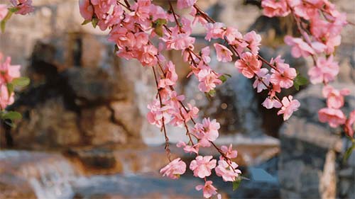 三八婦女節丨祝所有女神:愿你笑靨如花,一生不減芳華-杭州易造