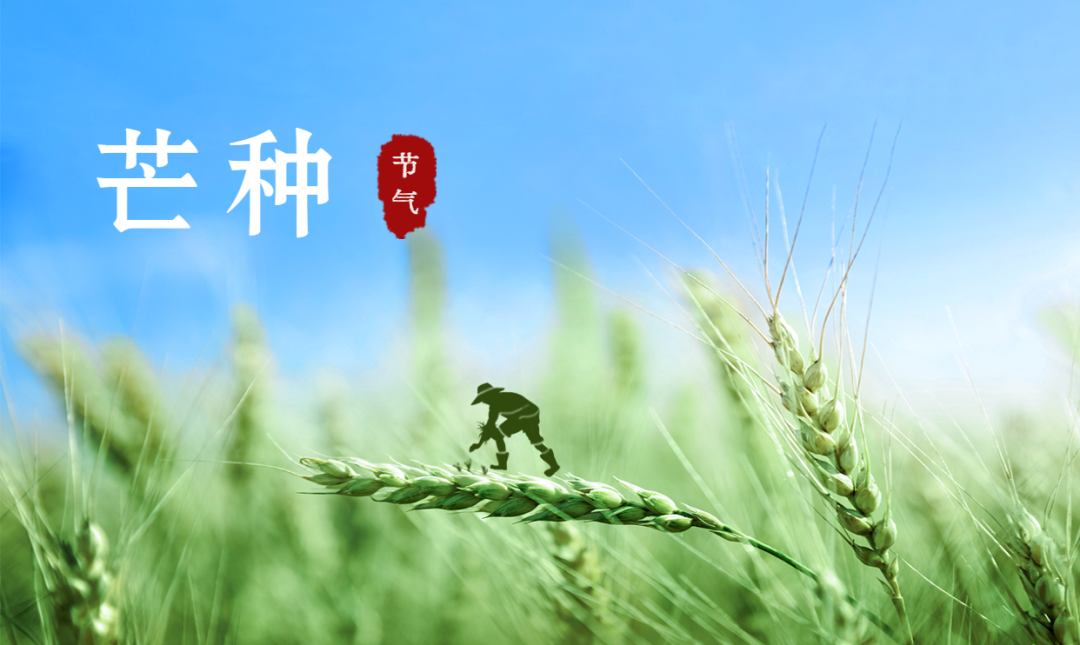 芒種 | 風吹麥成浪，蟬鳴夏始忙【杭州易造】