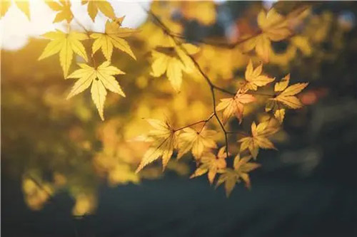 廿四節氣 | 秋分:秋向此時分 廿四節氣 | 秋分:秋向此時分